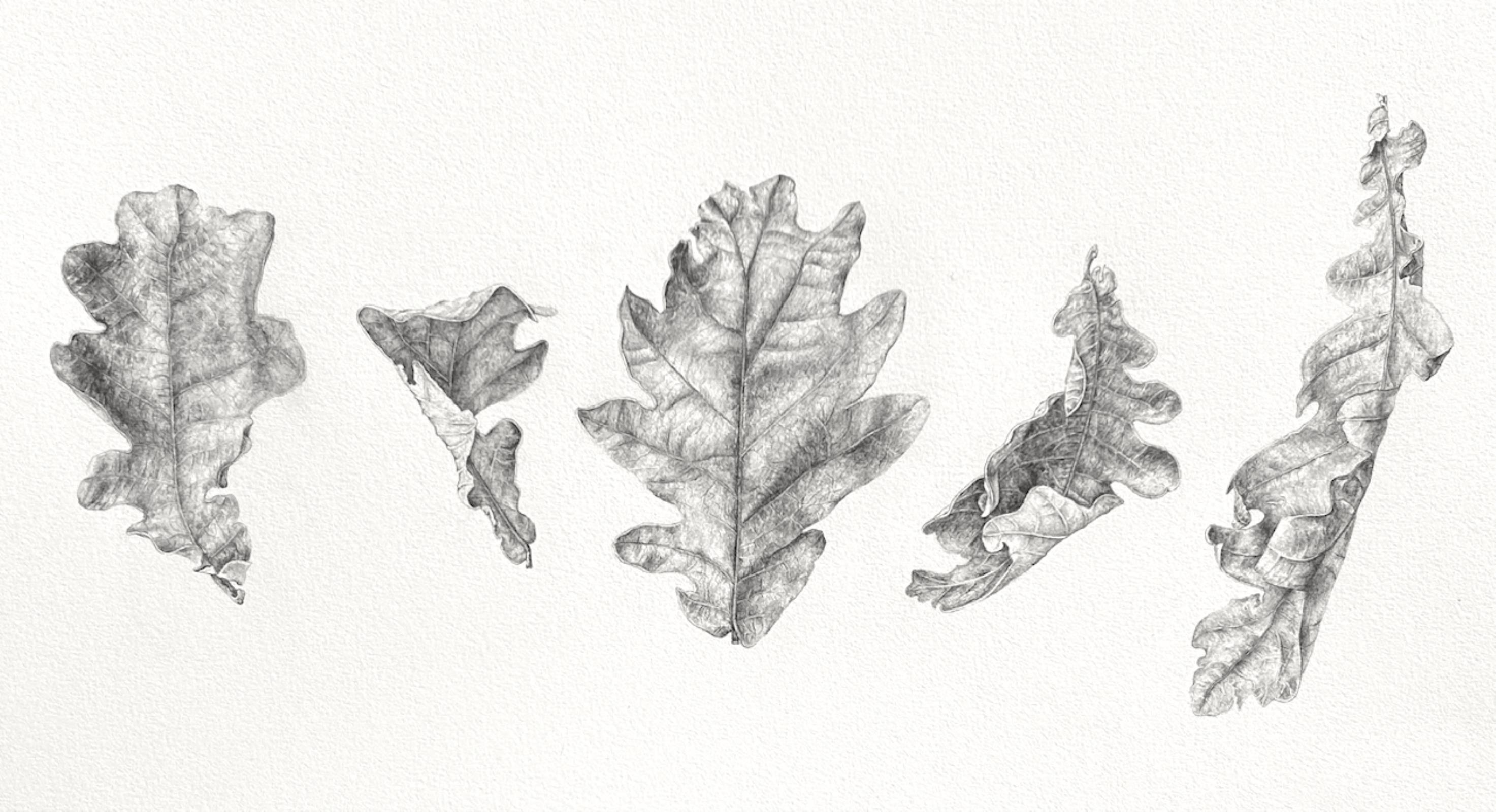 Dancing Oak Leaves